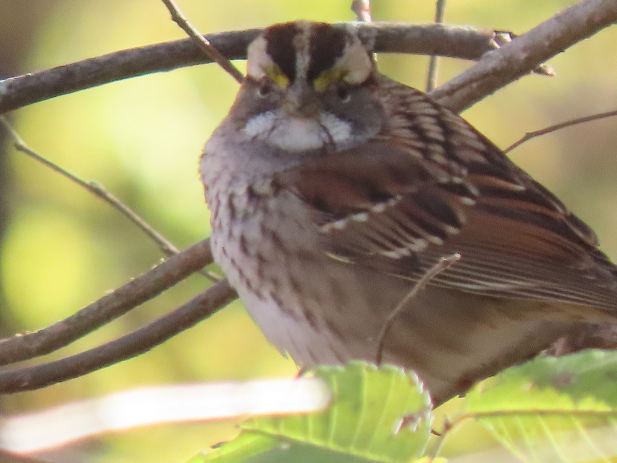 White-throated Sparrow - ML644917096