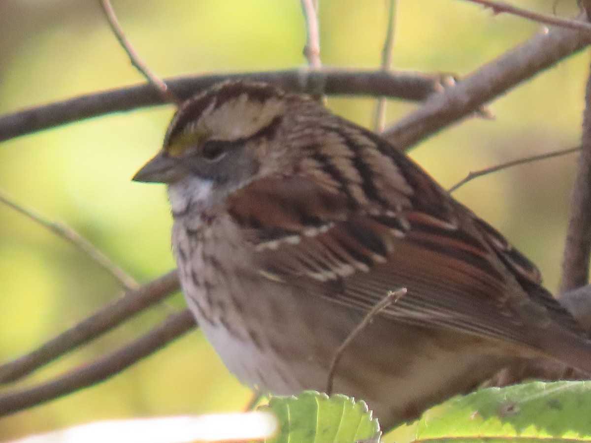 White-throated Sparrow - ML644917097