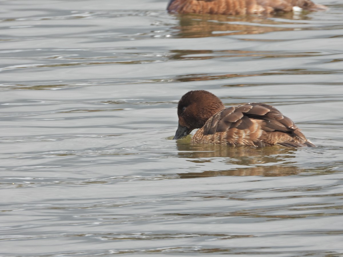 Hardhead - ML644917103