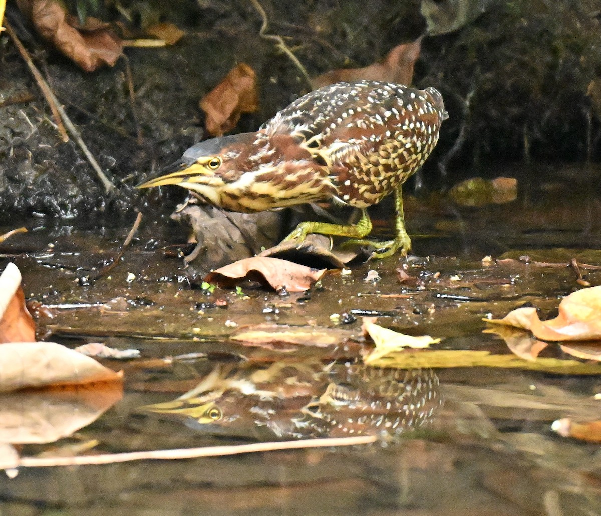 Schrenck's Bittern - ML644917105