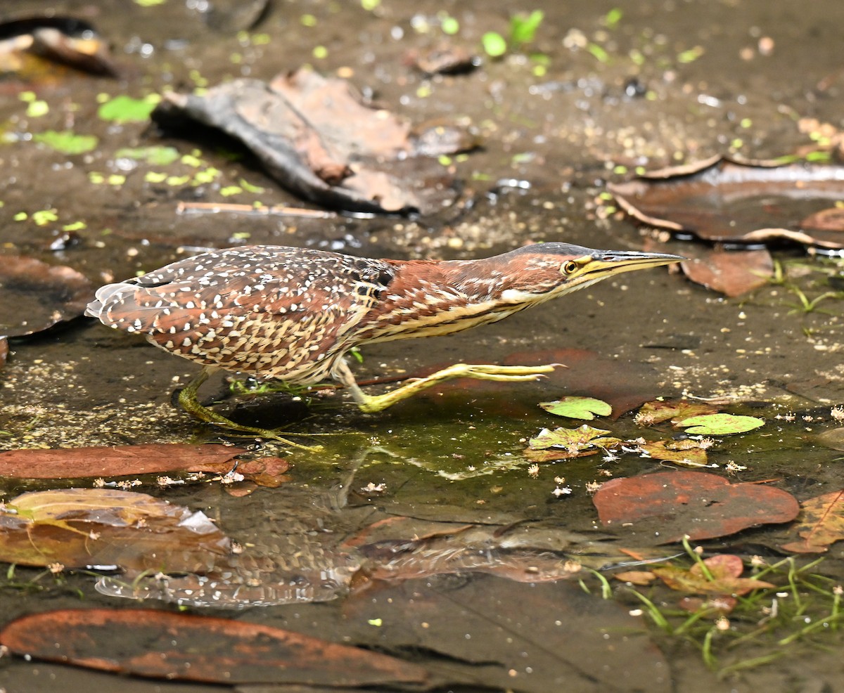 Schrenck's Bittern - ML644917106