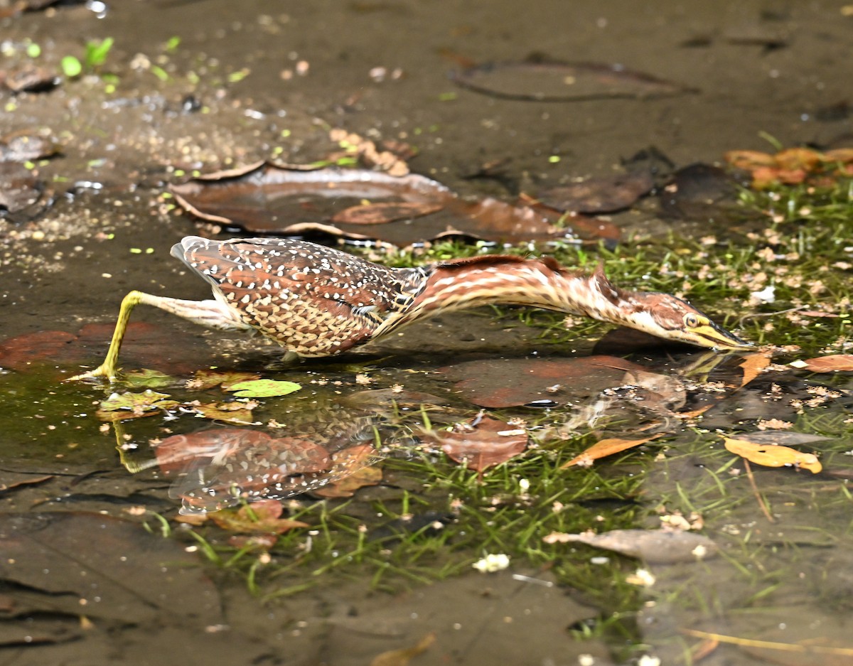 Schrenck's Bittern - ML644917107