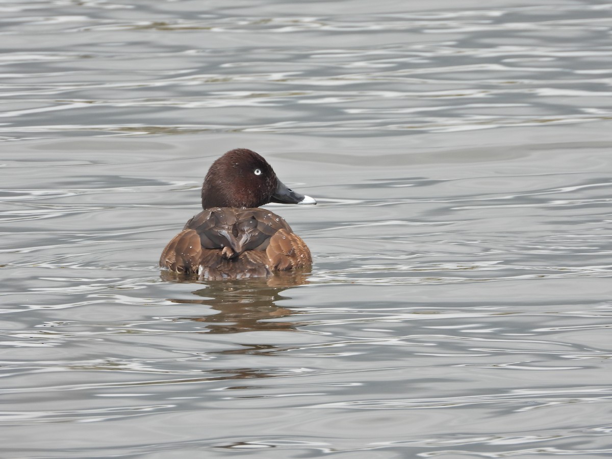 Hardhead - ML644917114