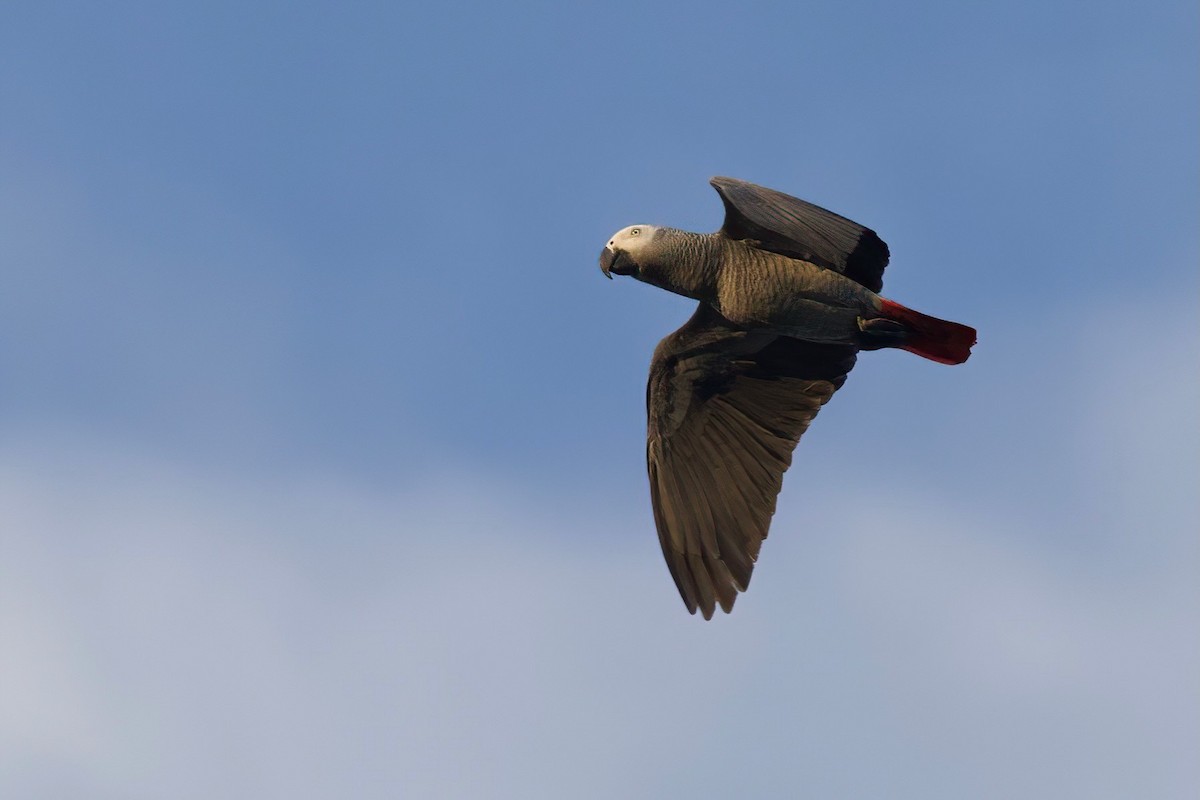 灰鸚鵡(erithacus) - ML644917120