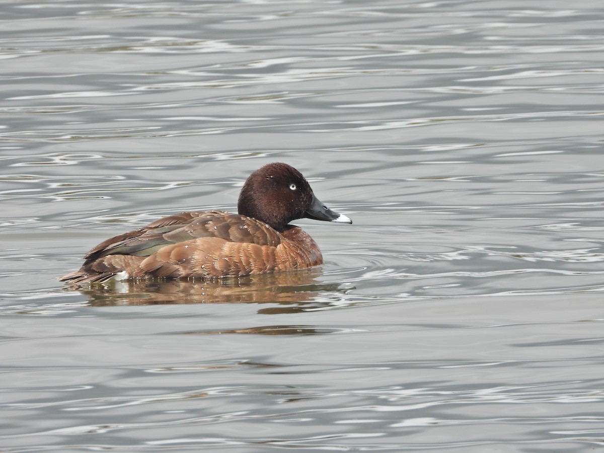 Hardhead - ML644917121