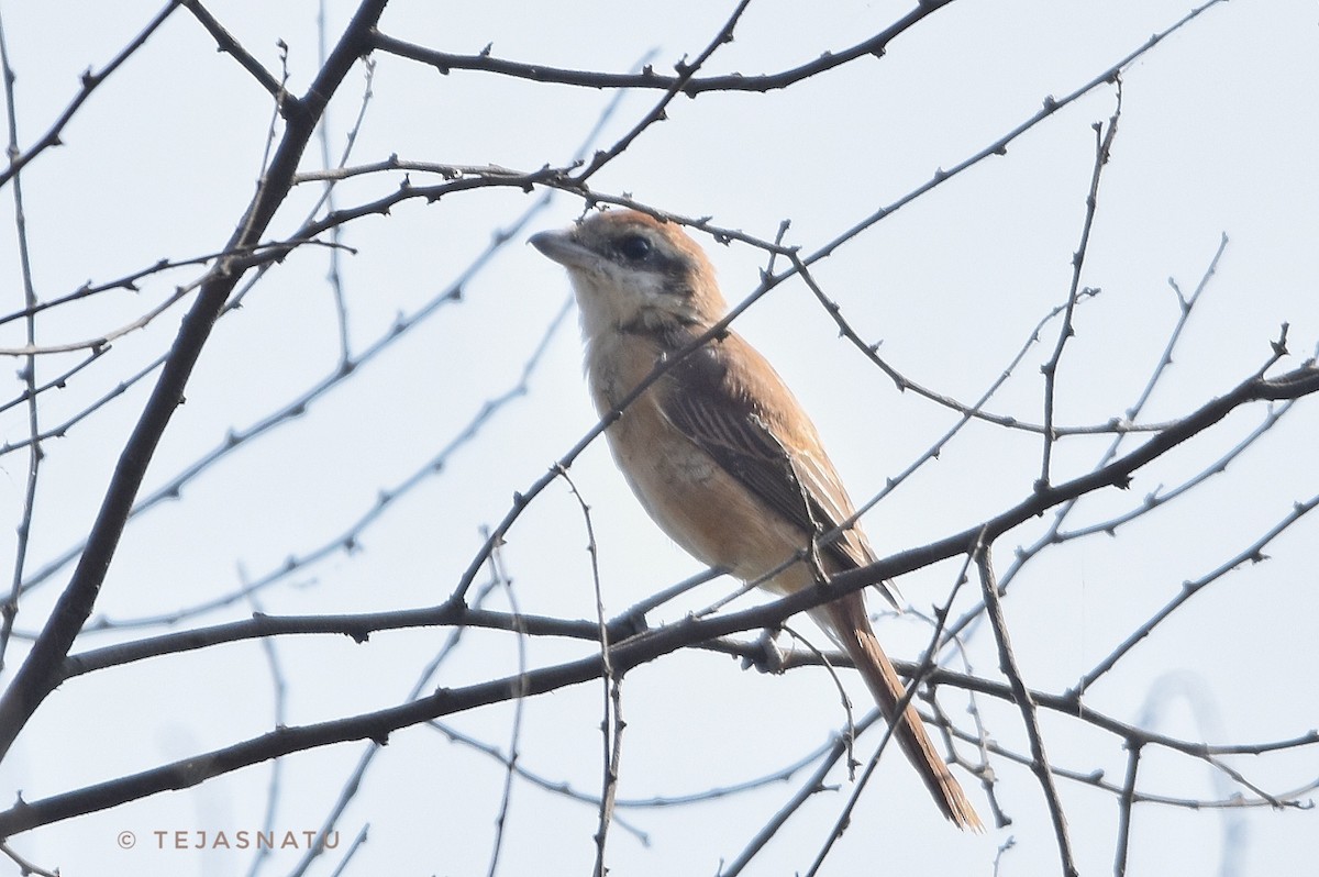 Brown Shrike - ML644917133
