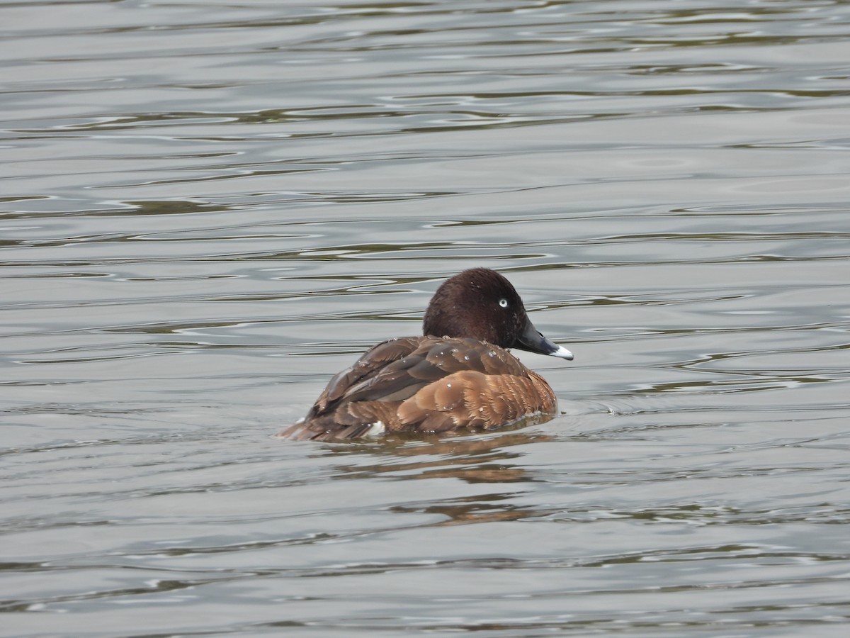 Hardhead - ML644917135