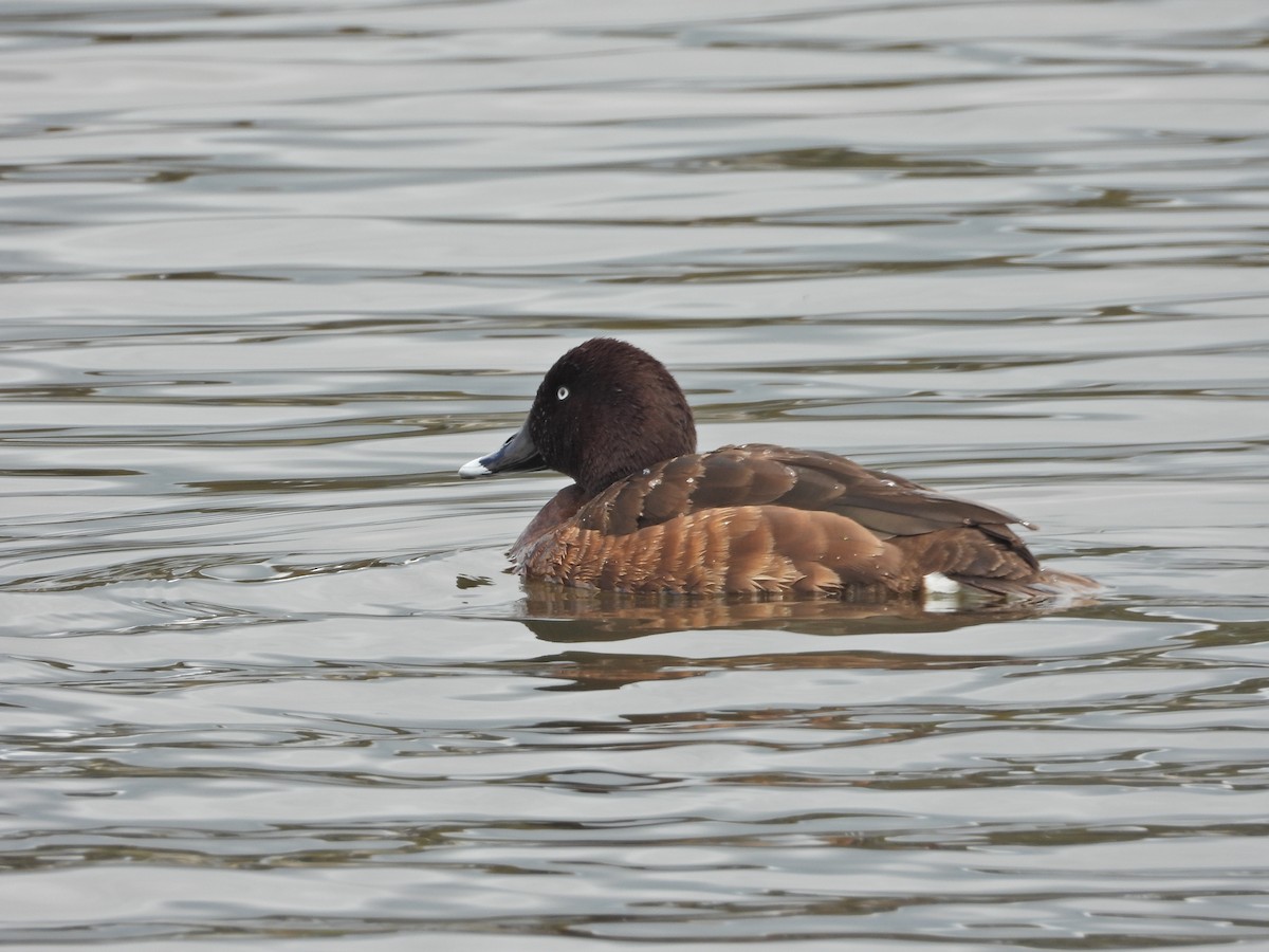 Hardhead - ML644917140