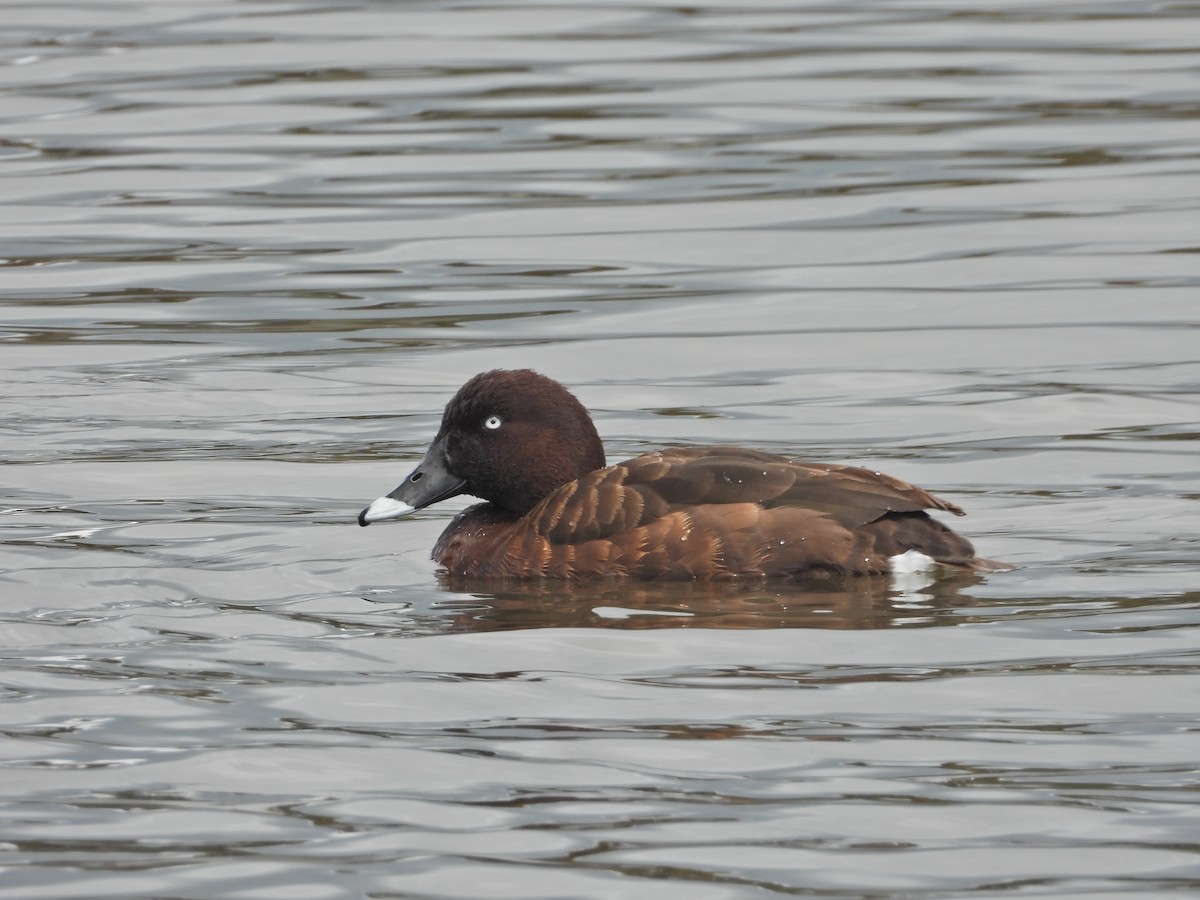 Hardhead - ML644917143