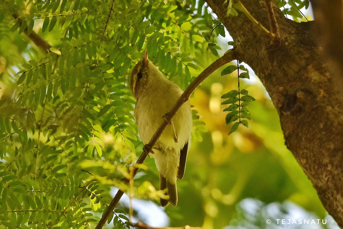Greenish Warbler - ML644917147