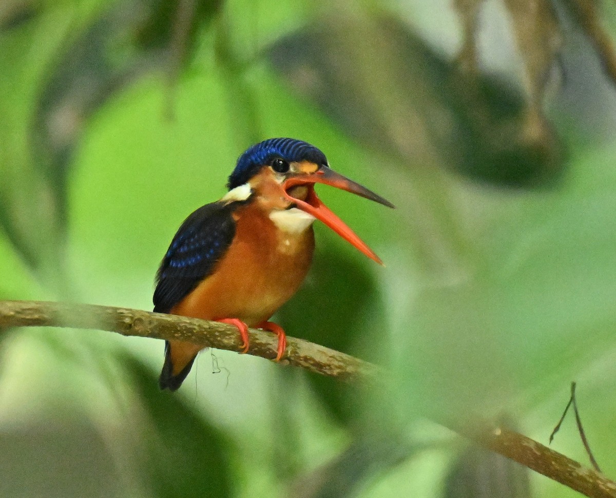 lakmusisfugl - ML644917154