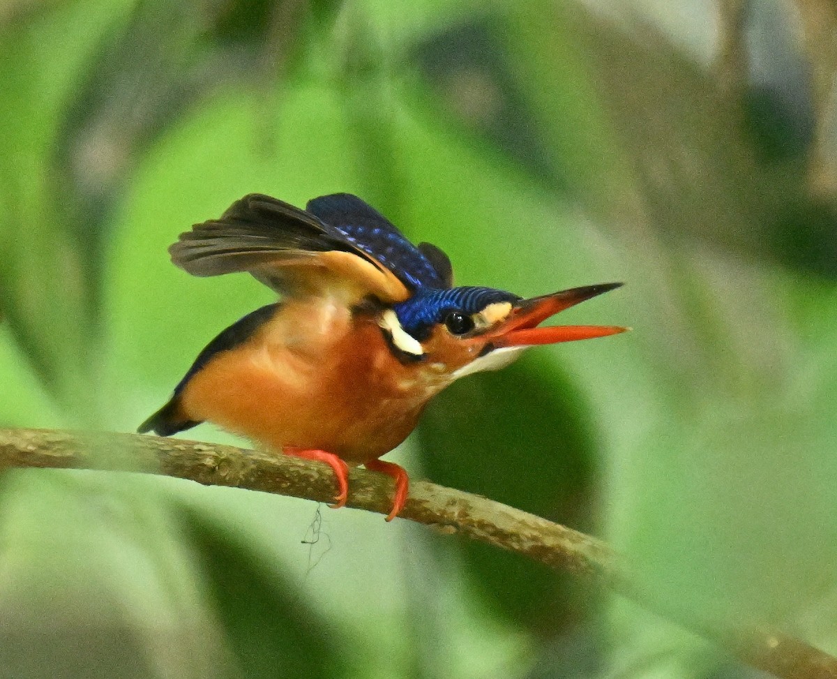 lakmusisfugl - ML644917155