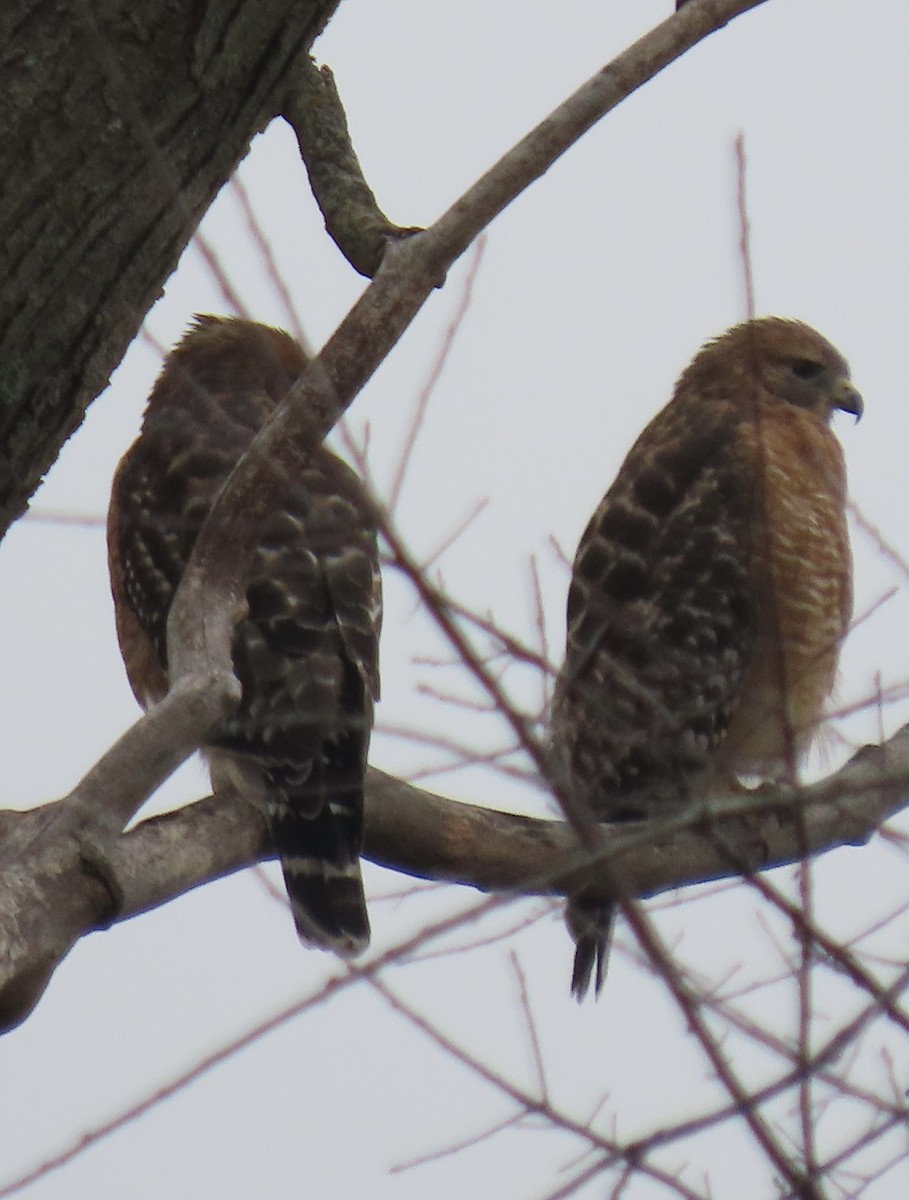 Red-shouldered Hawk - ML644917157
