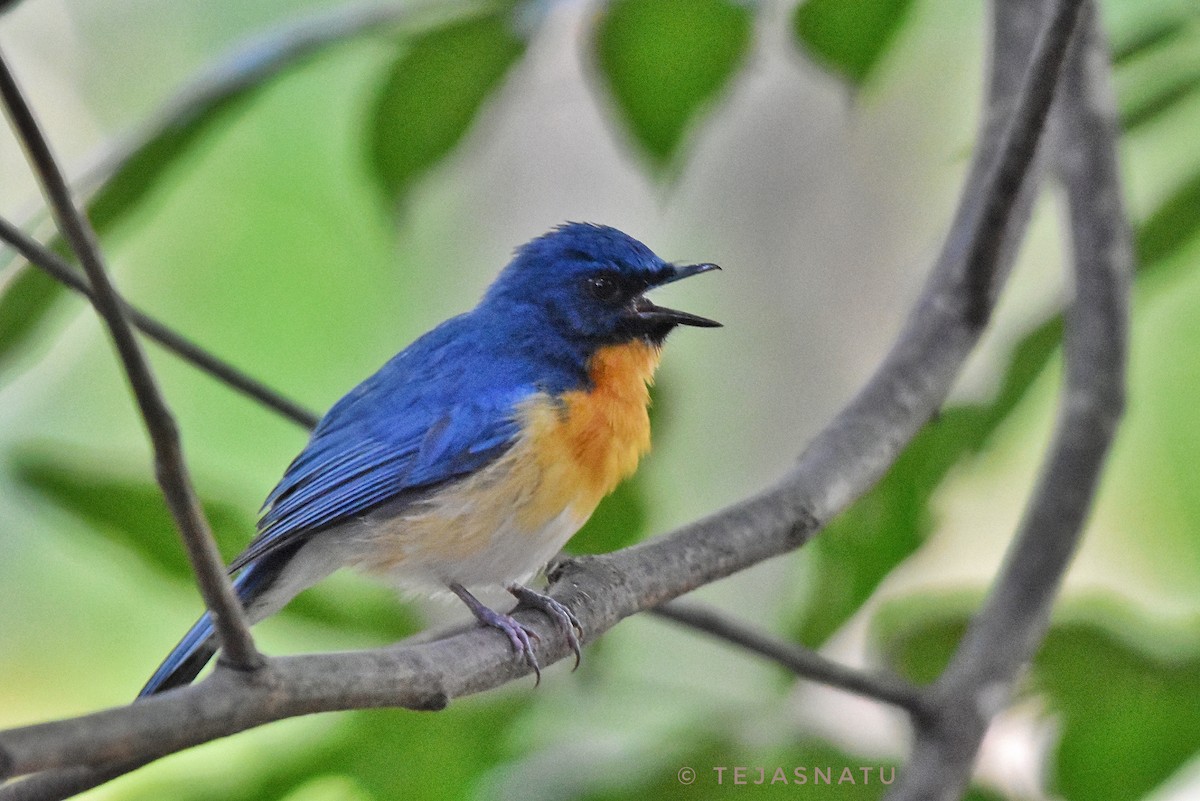 Tickell's Blue Flycatcher - ML644917158