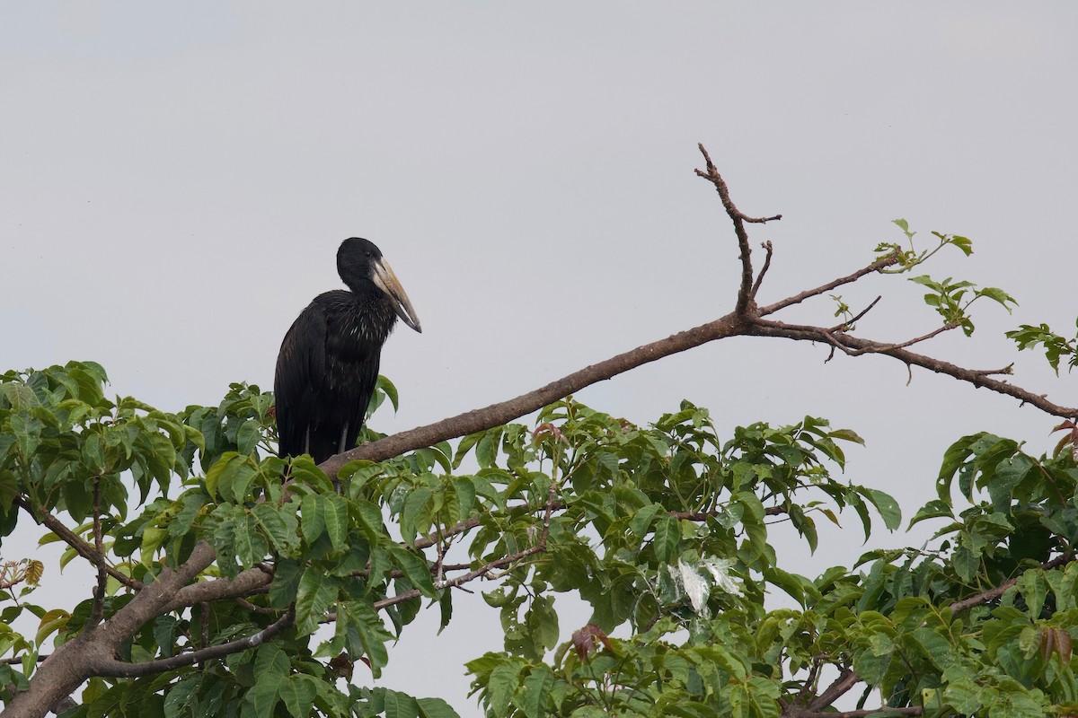 Африканский аист-разиня - ML644917162