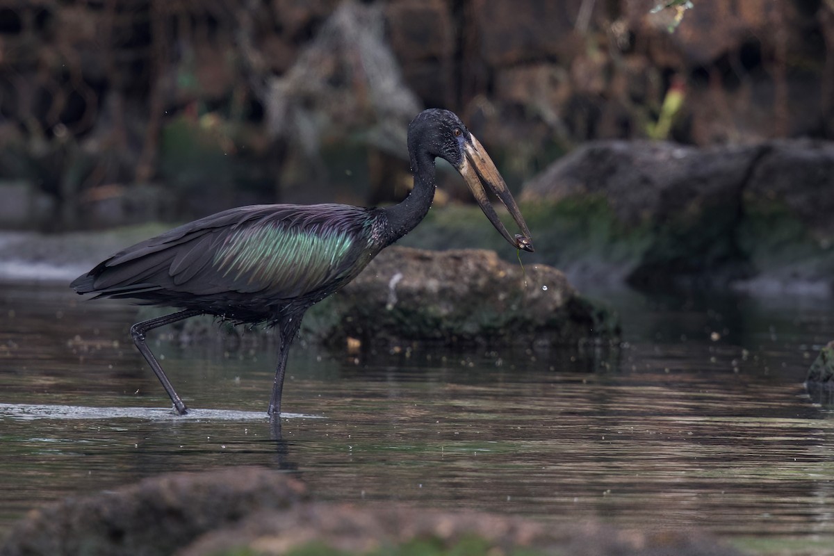 Африканский аист-разиня - ML644917163