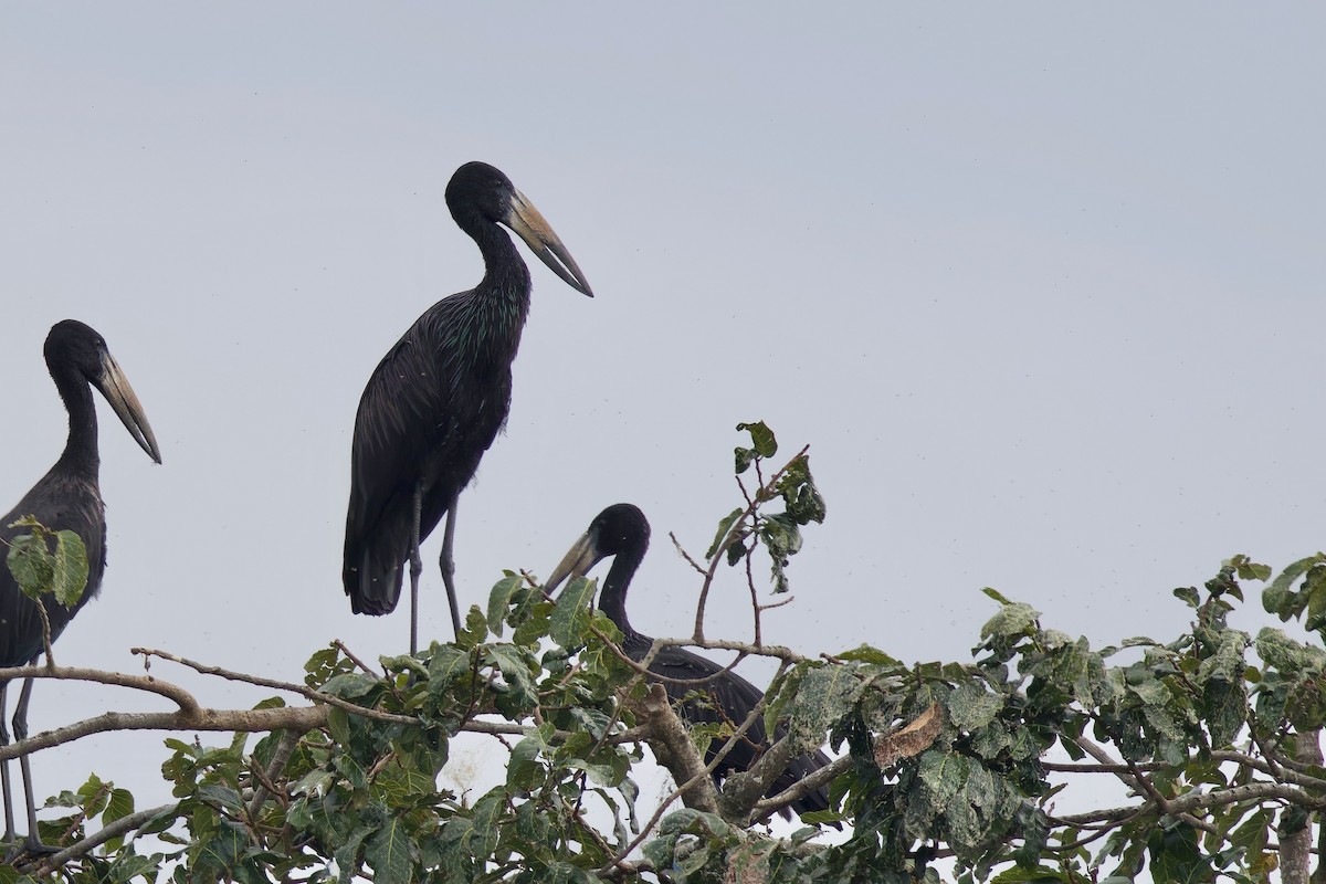 Африканский аист-разиня - ML644917164