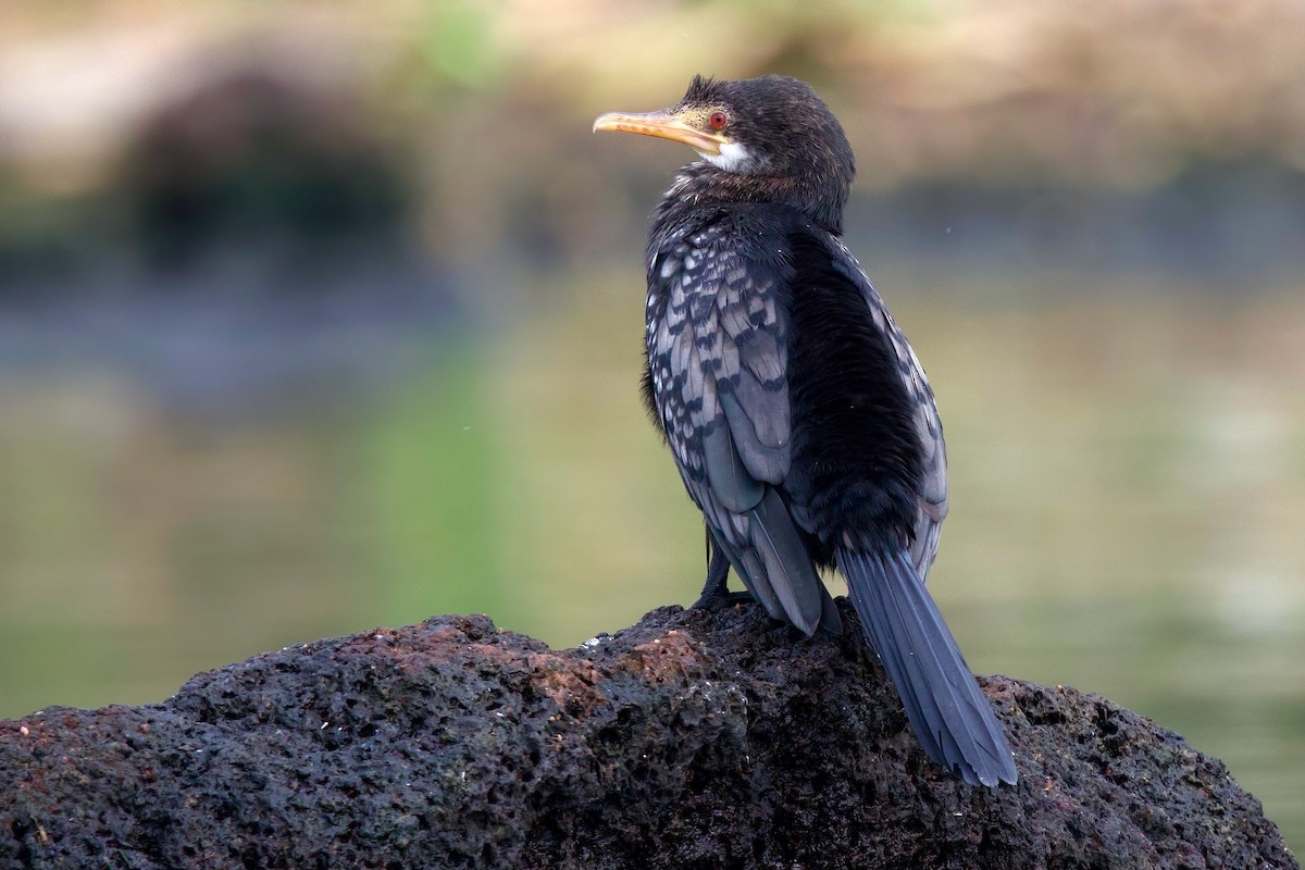 kormorán dlouhoocasý - ML644917169