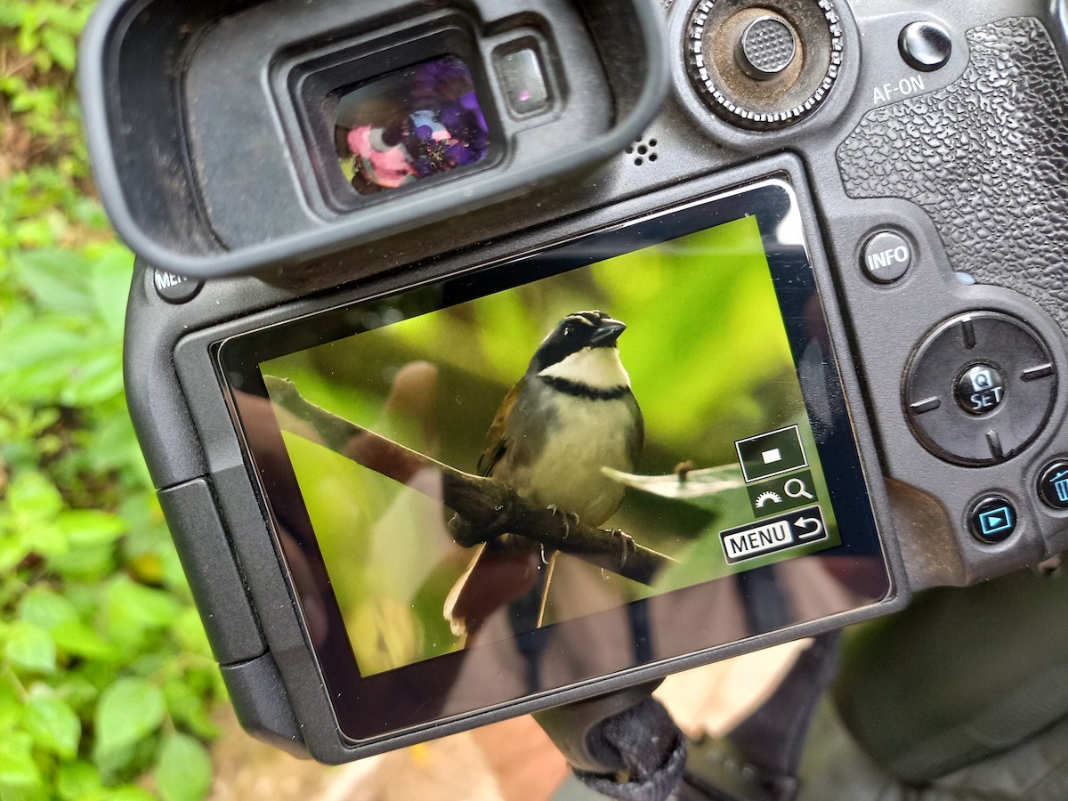 Perija Brushfinch - ML644917180