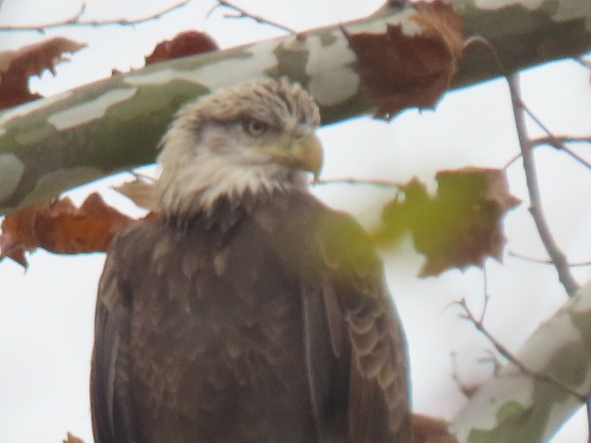 Bald Eagle - ML644917181