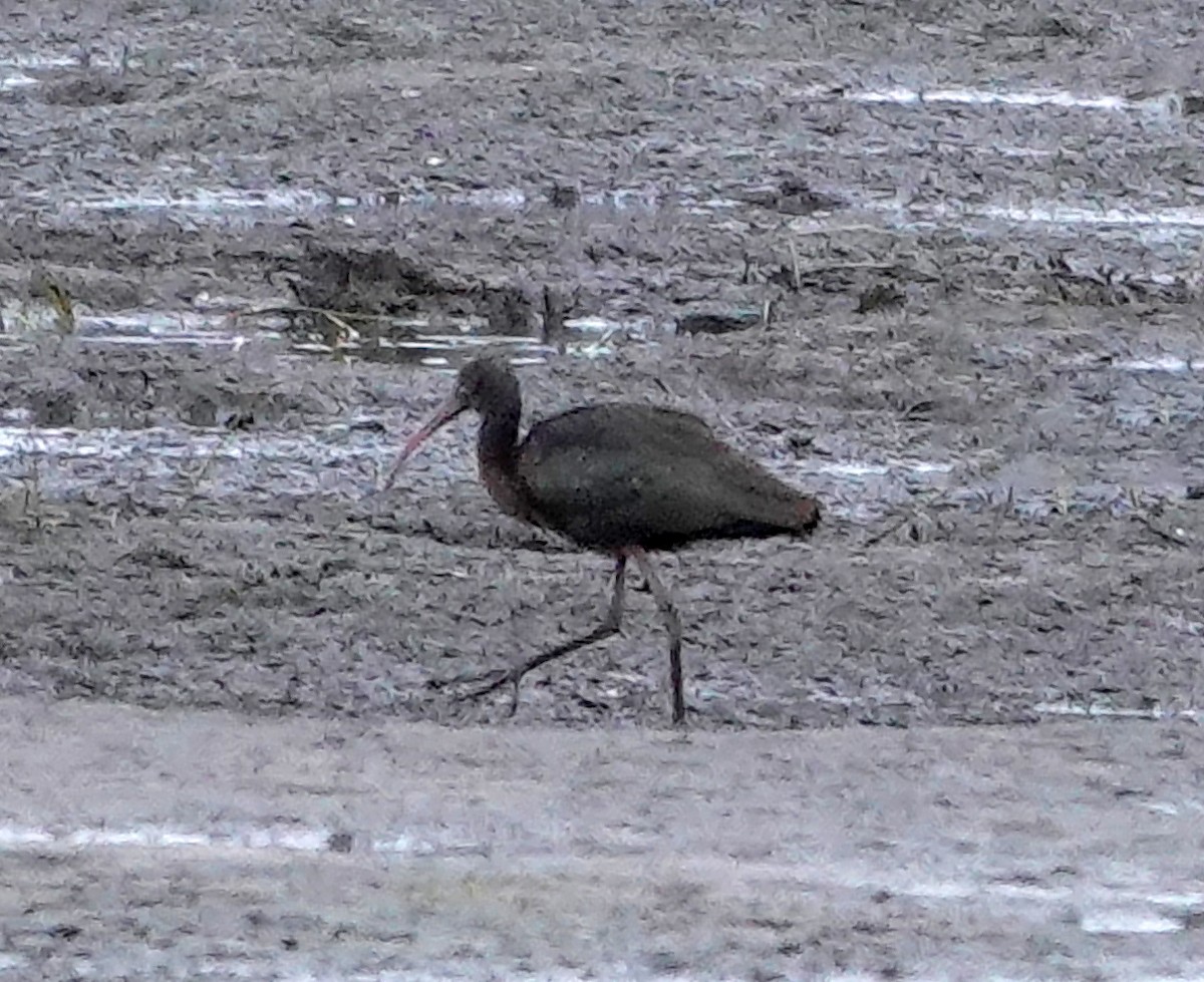 Glossy Ibis - ML644917187