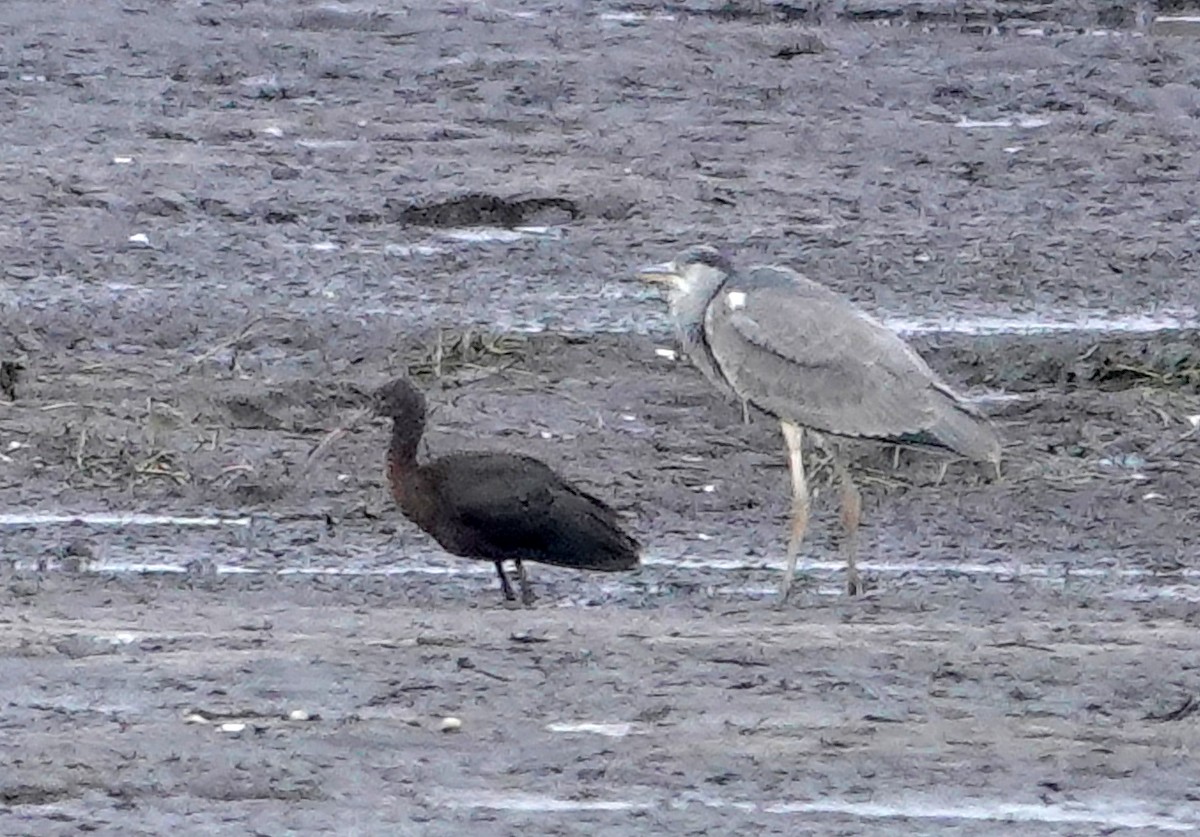 Glossy Ibis - ML644917188