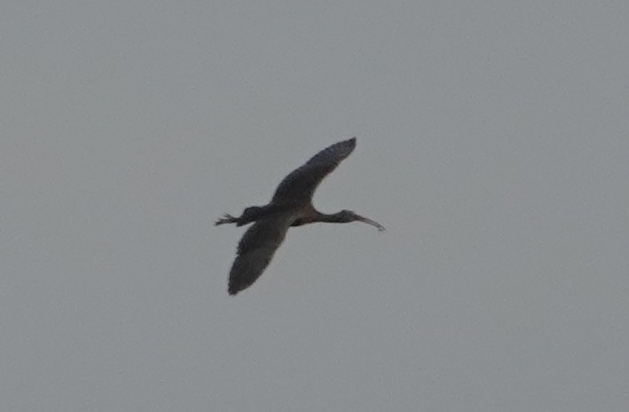Glossy Ibis - ML644917189