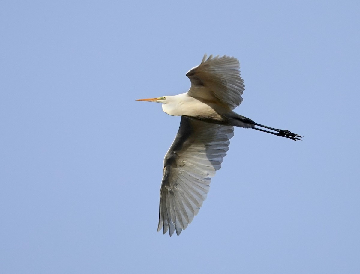 Great Egret - ML644917196
