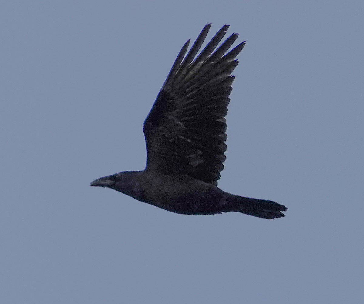 Common Raven - ML644917199