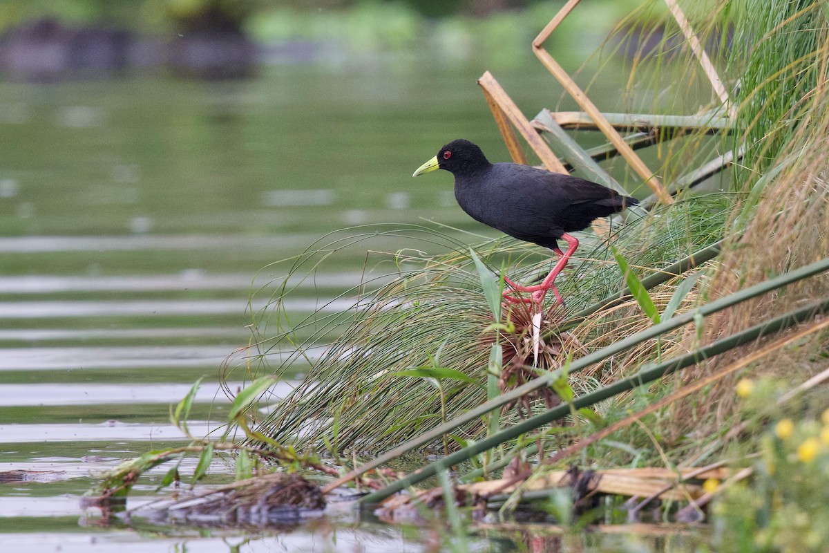 Black Crake - ML644917206