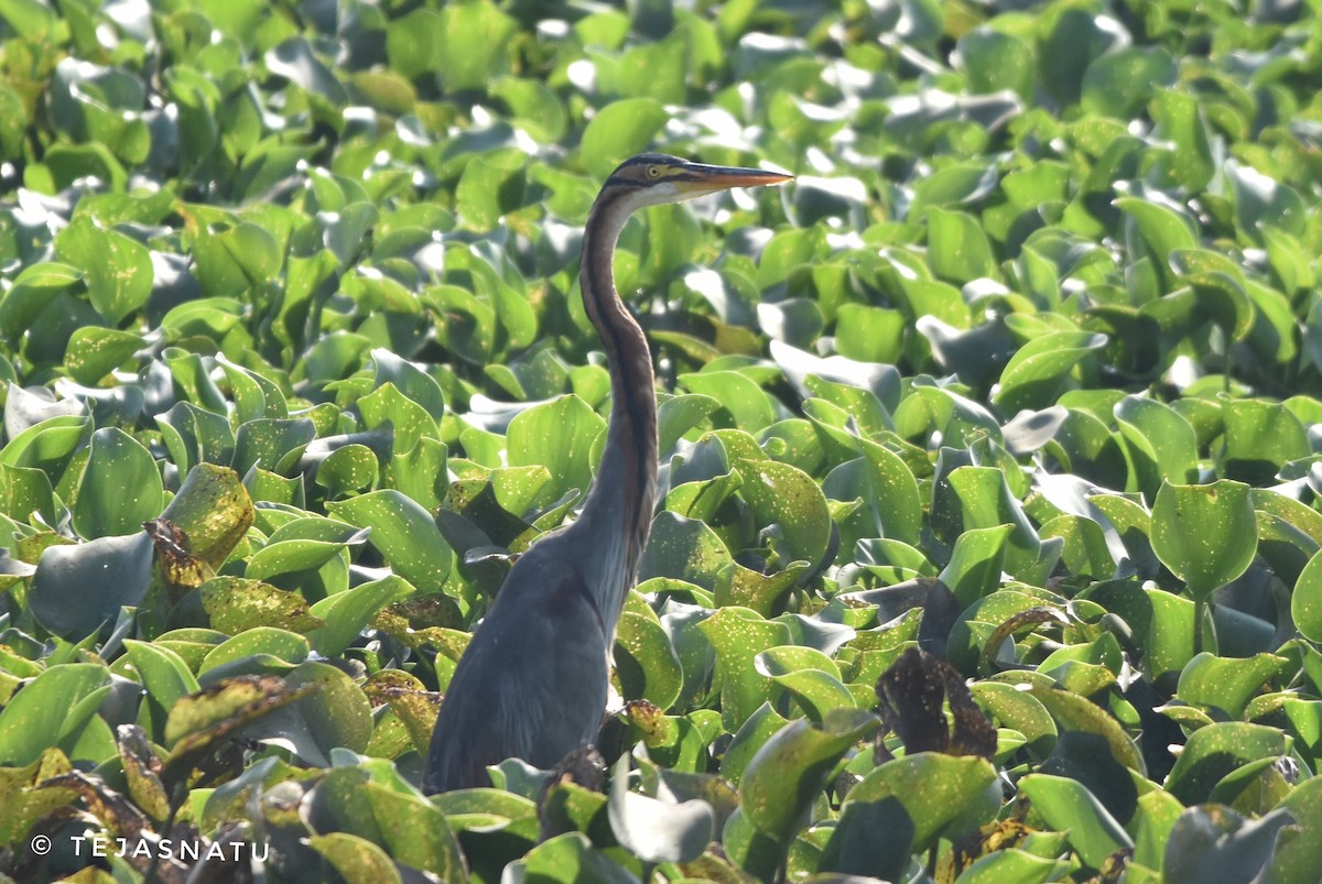 Purple Heron - ML644917215