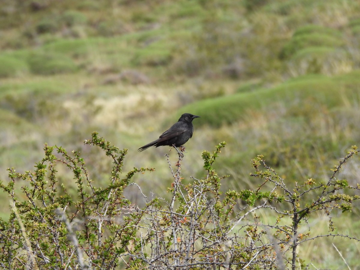 Austral Blackbird - ML644917227