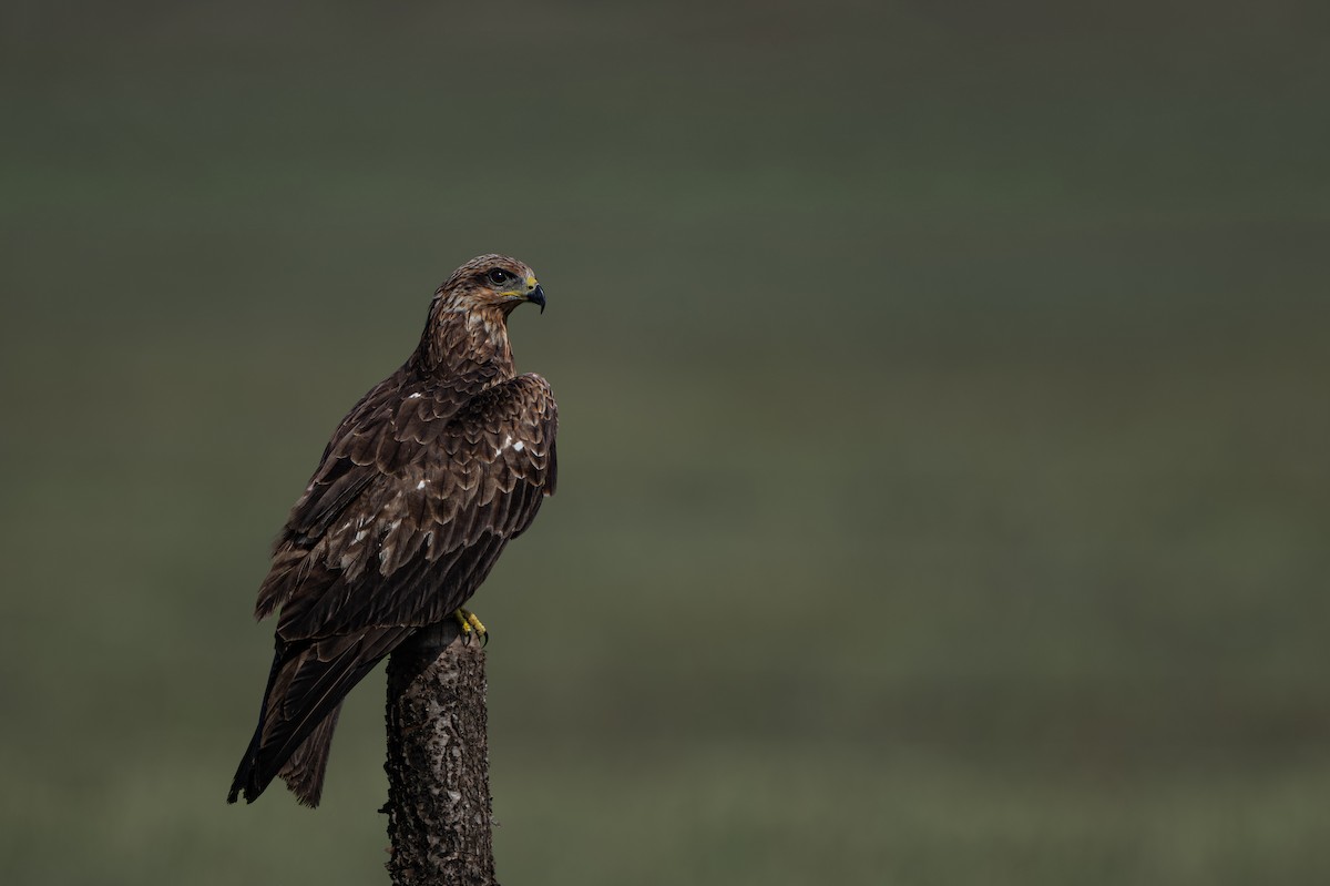 דיה שחורה - ML644917229