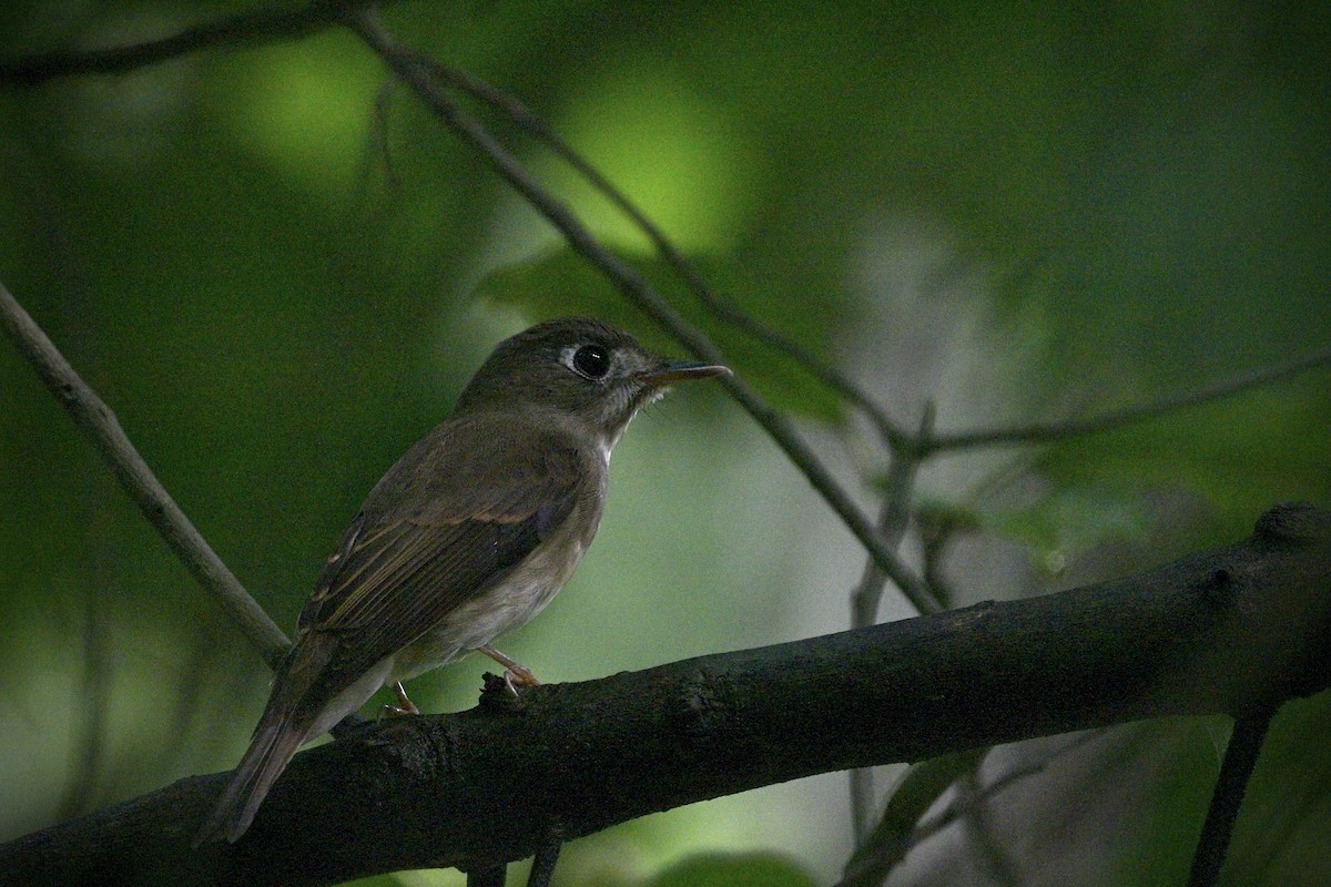 Brown-breasted Flycatcher - ML644917236