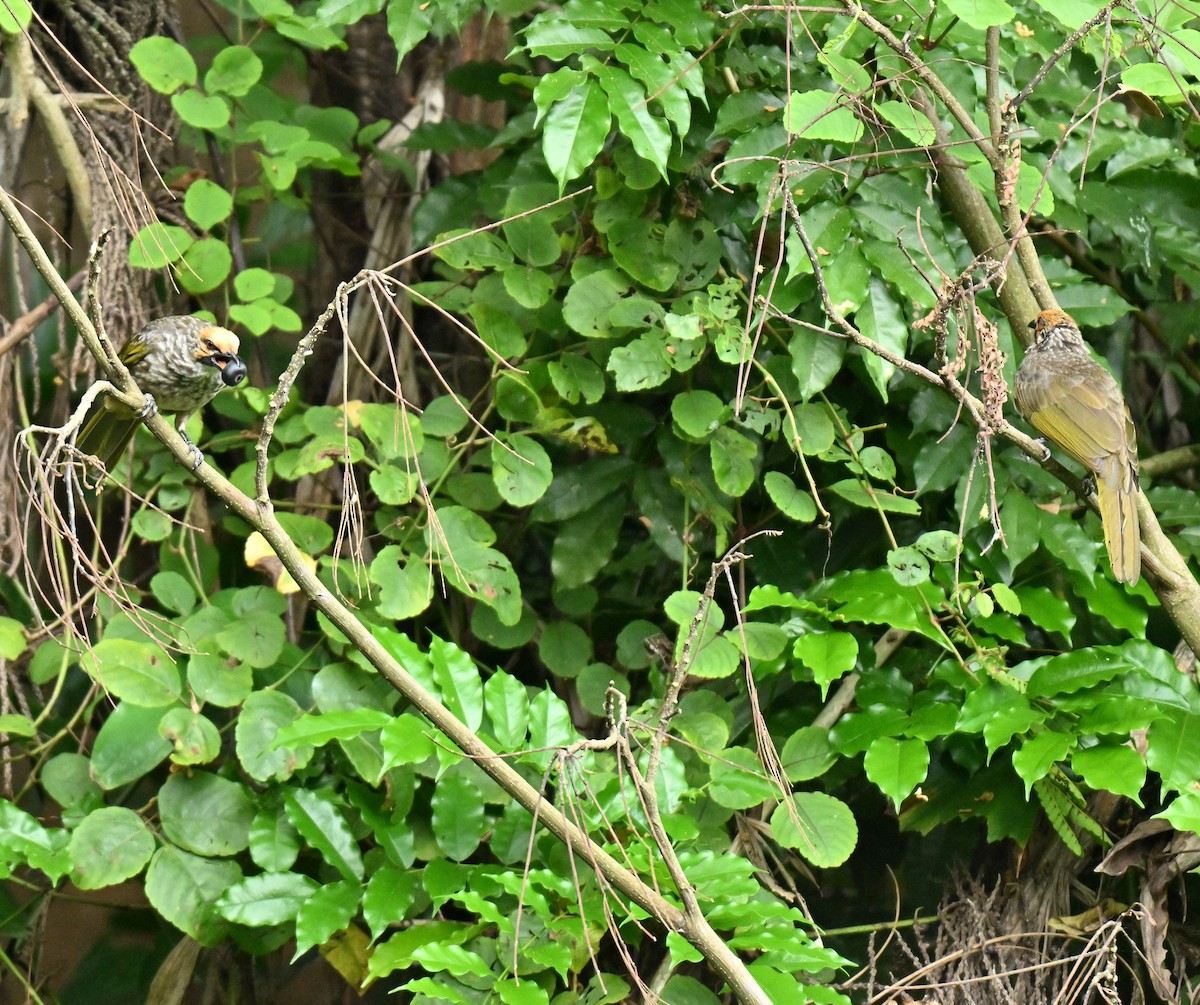 Рыжеголовый бюльбюль - ML644917237