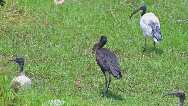 Африканский аист-разиня - ML644917238