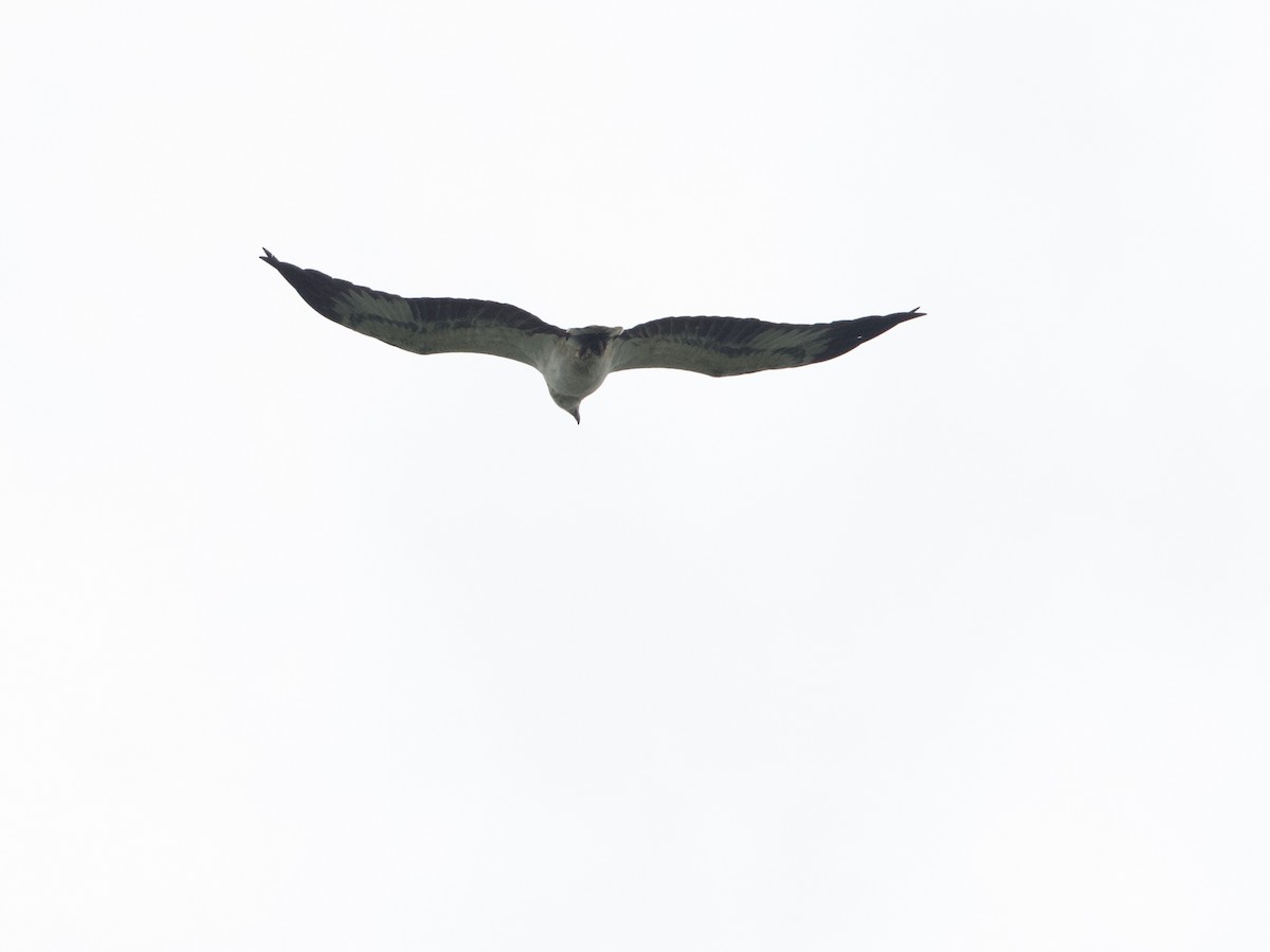 White-bellied Sea-Eagle - ML644917245