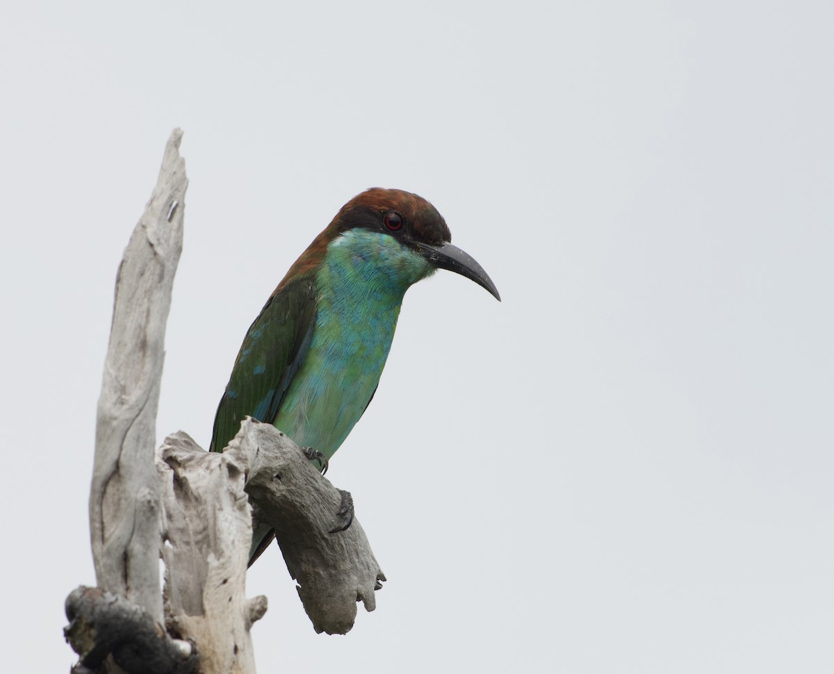 Малайская щурка - ML644917253