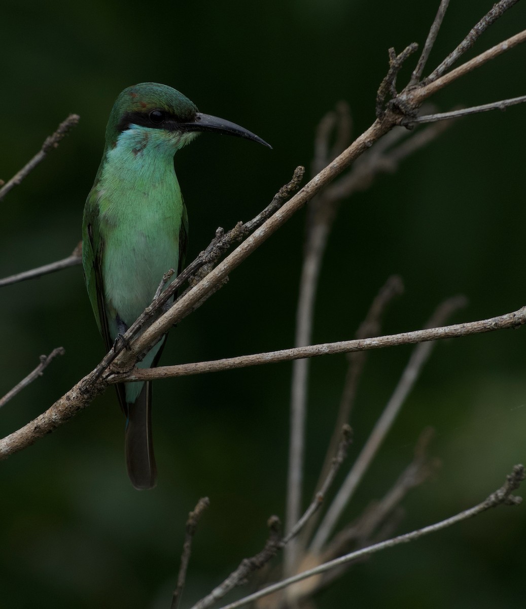 Малайская щурка - ML644917254