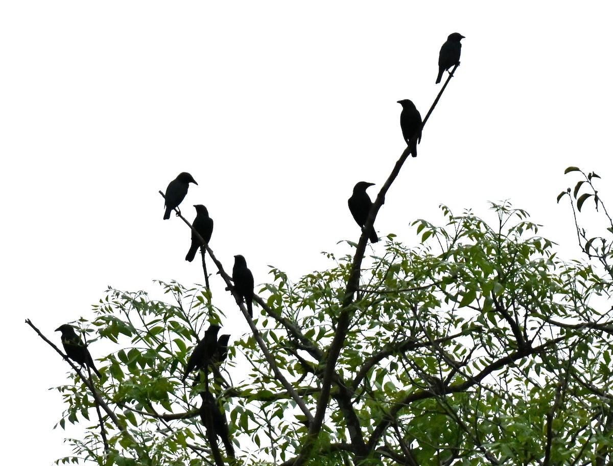 Красноглазый скворец - ML644917256