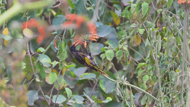 Goldschwingen-Nektarvogel - ML644917258