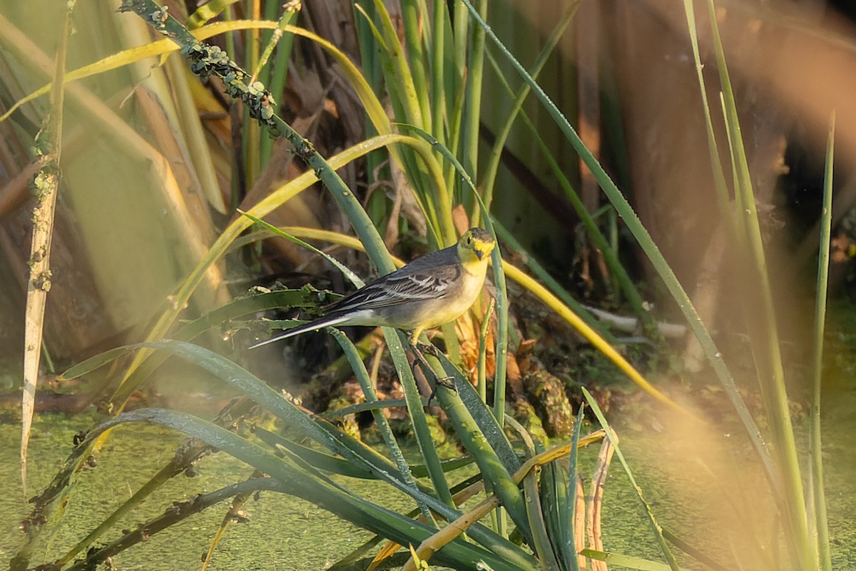 Citrine Wagtail - ML644917260