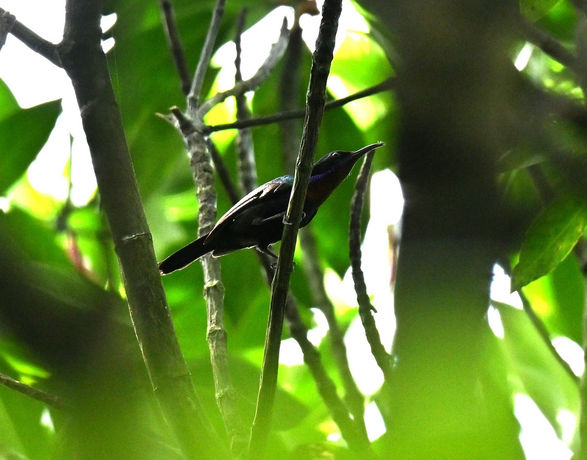 Медногрудая нектарница - ML644917265