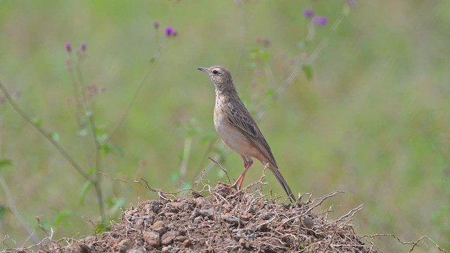 Plain-backed Pipit - ML644917278