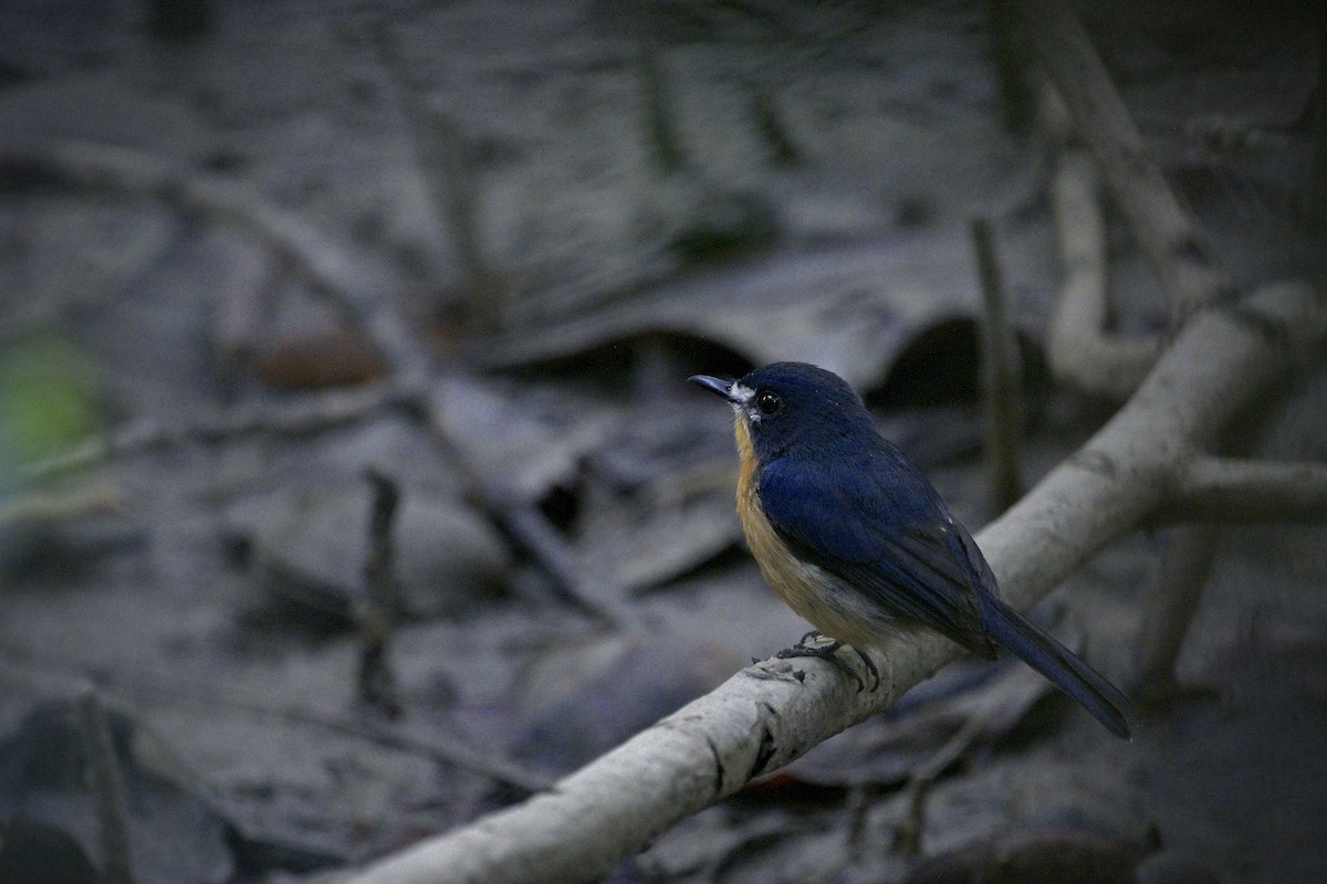 Мангровая нильтава - ML644917280
