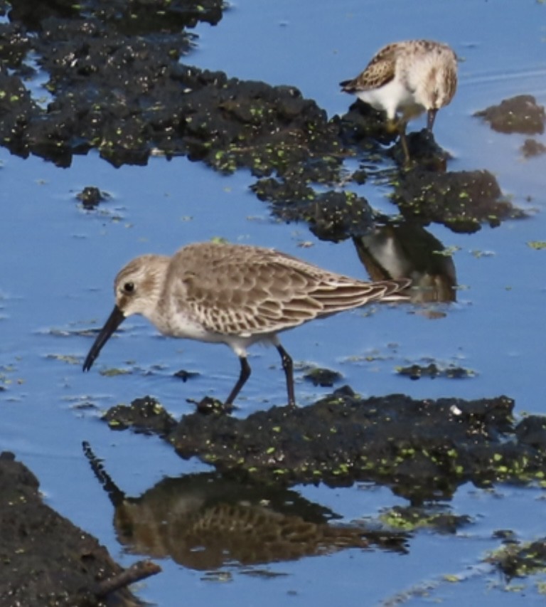 Dunlin - ML644917286
