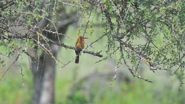 White-fronted Bee-eater - ML644917288