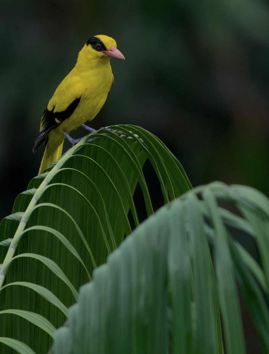 Китайская иволга - ML644917292