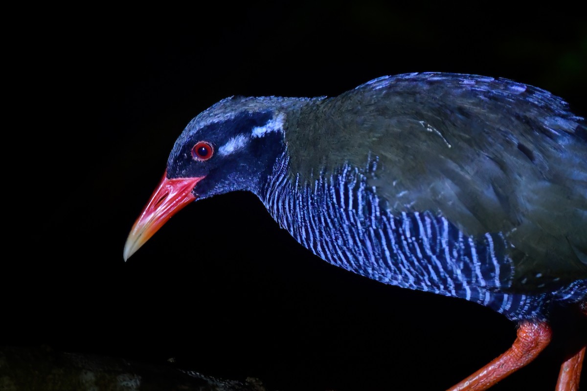 Okinawa Rail - ML644917298