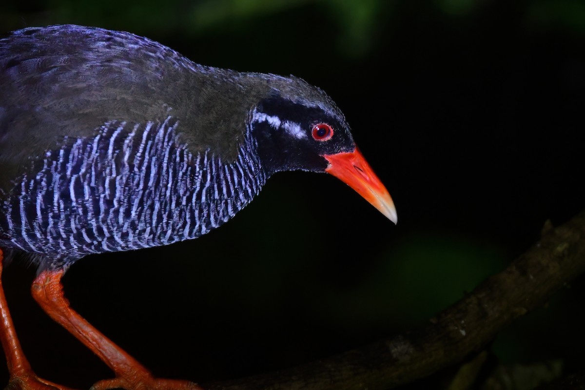 Okinawa Rail - ML644917300